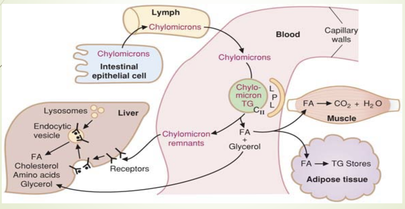 <ul><li><p><span>ApoCII deficiency causes more severe lipidemia.</span></p></li><li><p><span>Because ApoCII is required to activate LPL, so TGs cannot be hydrolyzed at all. —> more severe </span></p></li><li><p><span>ApoE deficiency affects remnant clearance but does not block TG hydrolysis.</span></p></li></ul><p></p>