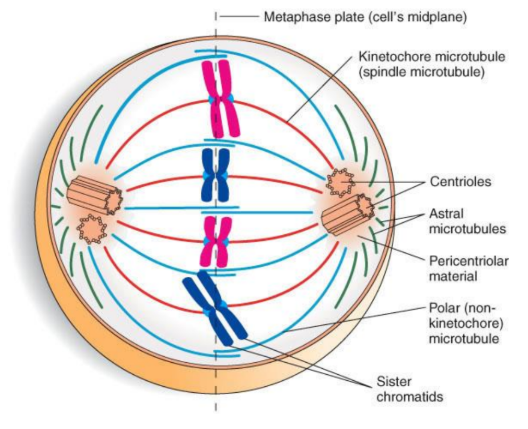 <p>• Kinetochore (spindle) microtubules: connect chromosomes to spindle poles.</p><p>• Polar microtubules: overlap at the midplane to aid in the separation.</p><p>• Astral microtubules: radiate outward from centrioles forming the aster</p>