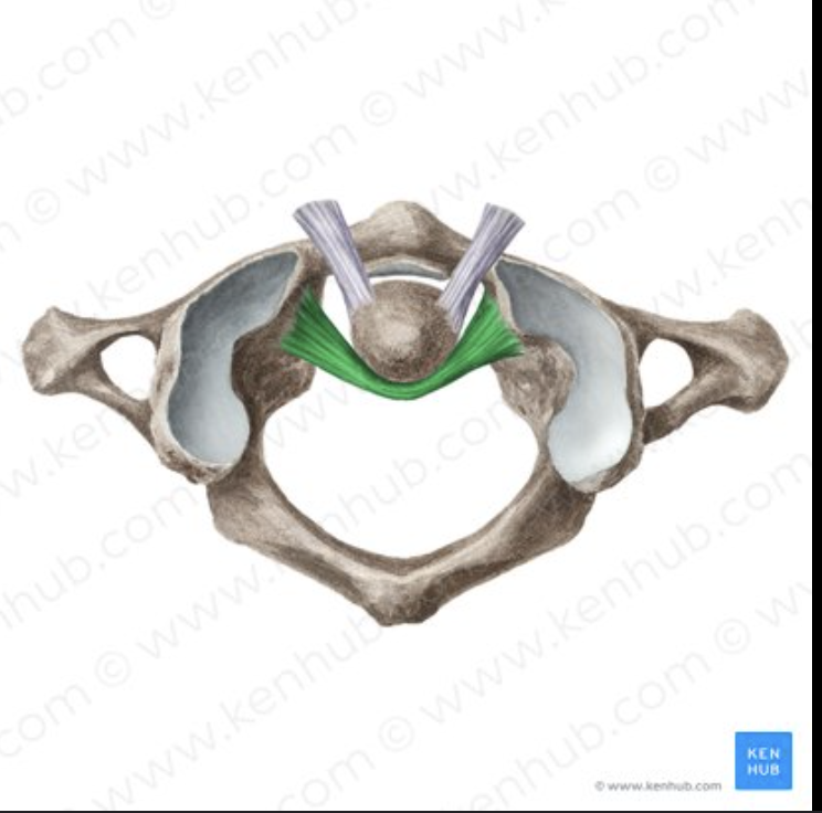 <p>ligament name?</p>