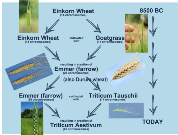 <p>Crop evolution of wheat</p>