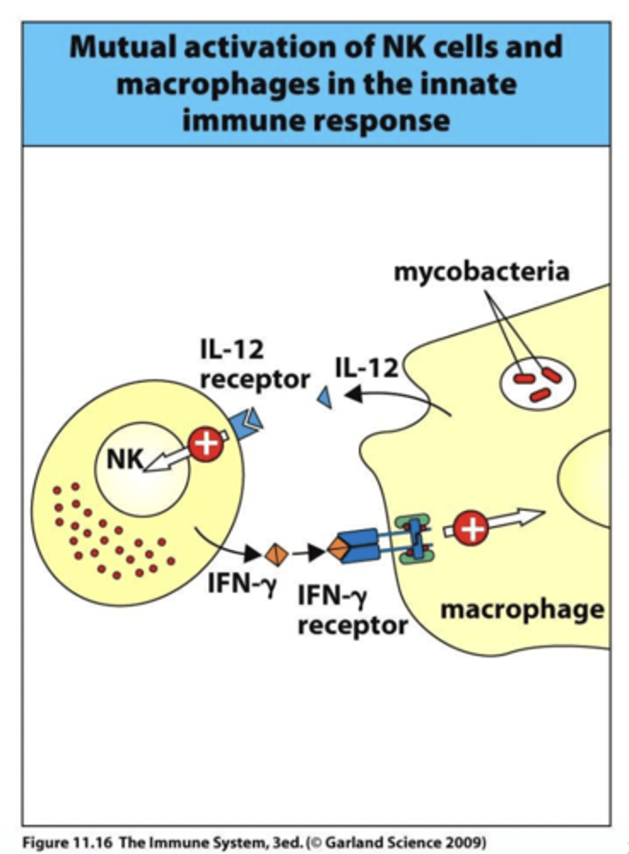 <p>A: IL-12R deficiency mainly affects NK cells, reducing their ability to produce IFN-γ and respond to infections, particularly intracellular pathogens.</p>