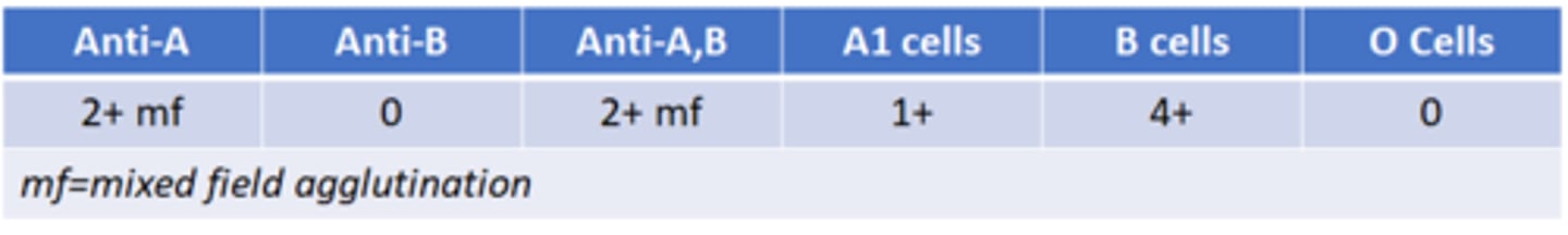 <p>88. Given the following serologic reactions, what is the most likely A subgroup?</p><p>a. A1</p><p>b. A2</p><p>c. A3</p><p>d. Ax</p>