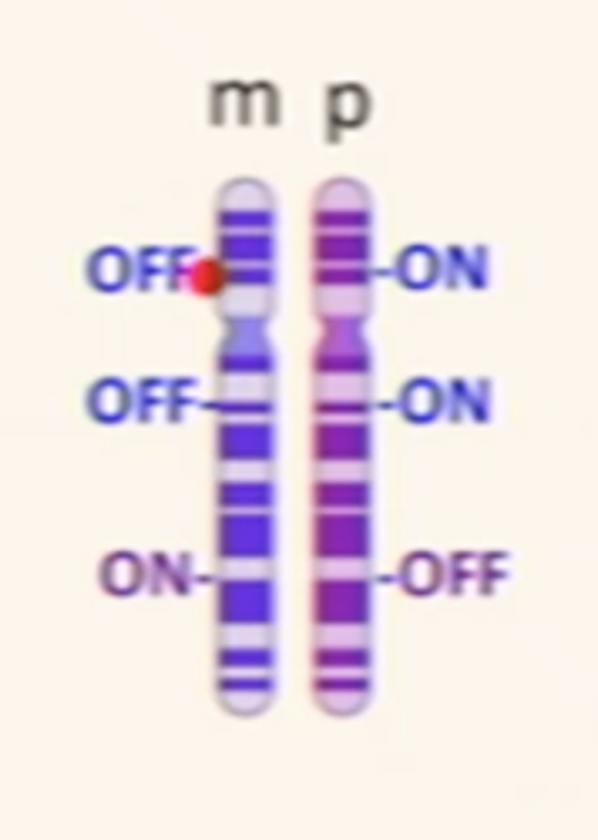 <p>a small number of genes are turned off in the chromosomes inherited from our mother, gene transcriptionally silent <br><br>rely on expression from father</p>