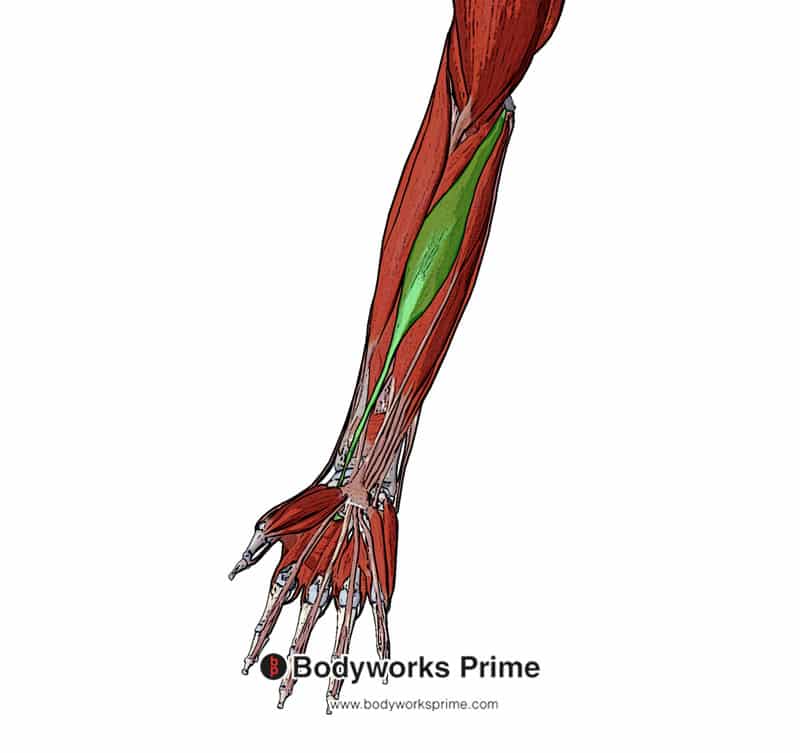 Origin: medial epicondyle of humerus

Insertion: base of metacarpals 2 & 3

Action: flexes wrist, abduction of hand