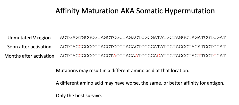 <ul><li><p>Occurs only in B cells <strong><u>after activation.</u></strong></p></li><li><p>The B cell mutates its antibody (BCR) gene DNA to slightly change the variable region.</p></li><li><p>Some mutations increase affinity for the antigen — those B cells survive and proliferate.</p></li><li><p>Lower-affinity mutants die off → this creates a Darwinian “survival of the fittest” process inside the body.</p></li><li><p>Over time, antibodies become higher affinity for the same antigen.<br>→&nbsp;VDJ recombination creates initial diversity, but somatic hypermutation refines it for stronger antigen binding.</p></li></ul><p></p>