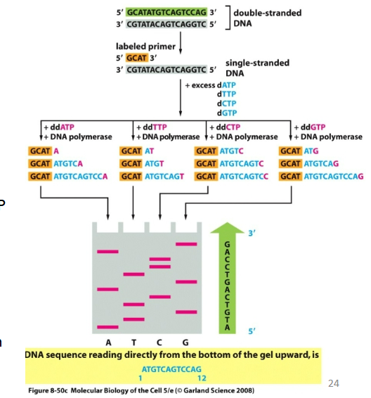 <ul><li><p>Random incorporation of ddNTP terminates DNA synthesis.</p></li><li><p>Low concentrations of ddNTPs in nucleotide mixtures allows to obtain a set of DNA fragments of different lengths.</p></li><li><p>ddNTPs labeled radioactivily or flourescently</p></li></ul><p></p><ul><li><p>Can be separated in one lane if four different fluorescently labeled ddNTP are used.</p></li><li><p>Can be detected in automated sequencing machines.</p><p></p></li><li><p>You can read the sequence after the</p><p>separation of DNA fragments.</p><p></p></li><li><p>Next Generation Sequencing (NGS) can read an entire human genome in 4-8 hours</p><p></p></li></ul><p></p>