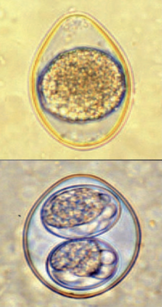 <p>Fecal flotation with zinc sulfate</p>