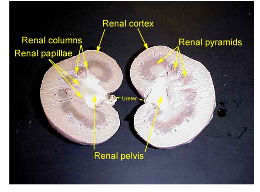 <p>kidney dissection</p>