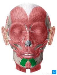 <p>muscle of facial expression [draws lower lip down, depresses lip inferiorly and slightly laterally] <em>origin:lower border of mandible, insertion: skin and muscle of lower lip</em></p>