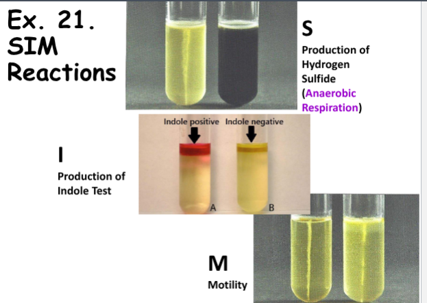 <ul><li><p><strong>Medium: </strong>SIM</p></li></ul><ul><li><p><strong>Substrate: </strong>Trytophan</p></li><li><p><strong>Pathway/Enzyme:</strong></p><ul><li><p>Pathway: Hydrolysis of Trytophan</p></li><li><p>Enzyme: Trytophanase</p></li></ul></li><li><p><strong>pH. Indicator/Reagents: </strong>10 Drops of Kovacs Indicator</p></li><li><p><strong>End Products:</strong> Intermediate Products of Kovacs Indicator (2)</p><ul><li><p>Indole </p></li><li><p>Pyruvic Acid + Ammonia</p></li></ul></li></ul><p></p>