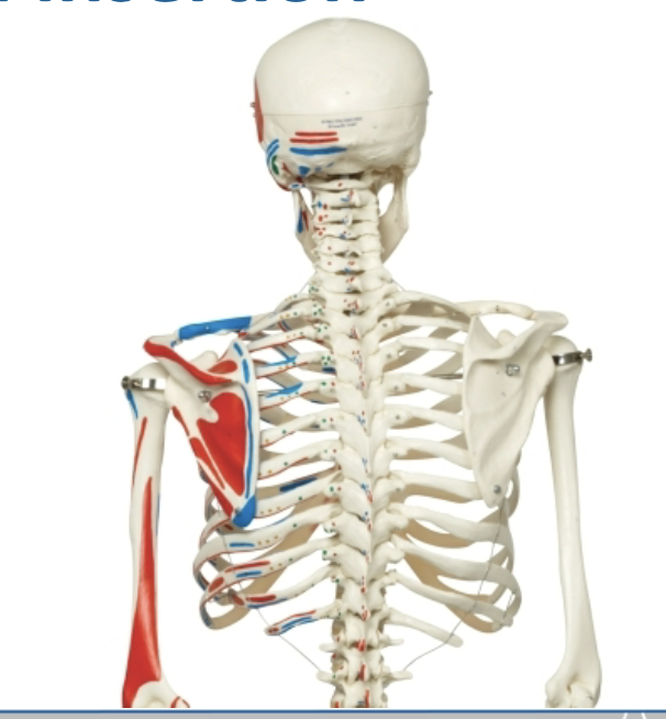 <p><strong>• Origin (red):</strong></p><p>– “stable” segment of a muscle</p><p>– Typically proximal</p><p><strong>• Insertion (blue):</strong></p><p>– “moveable” segment of a muscle</p><p>– Typically distal</p><p><strong>Tip:</strong> “Origin = Anchor, Insertion = Moves”</p>