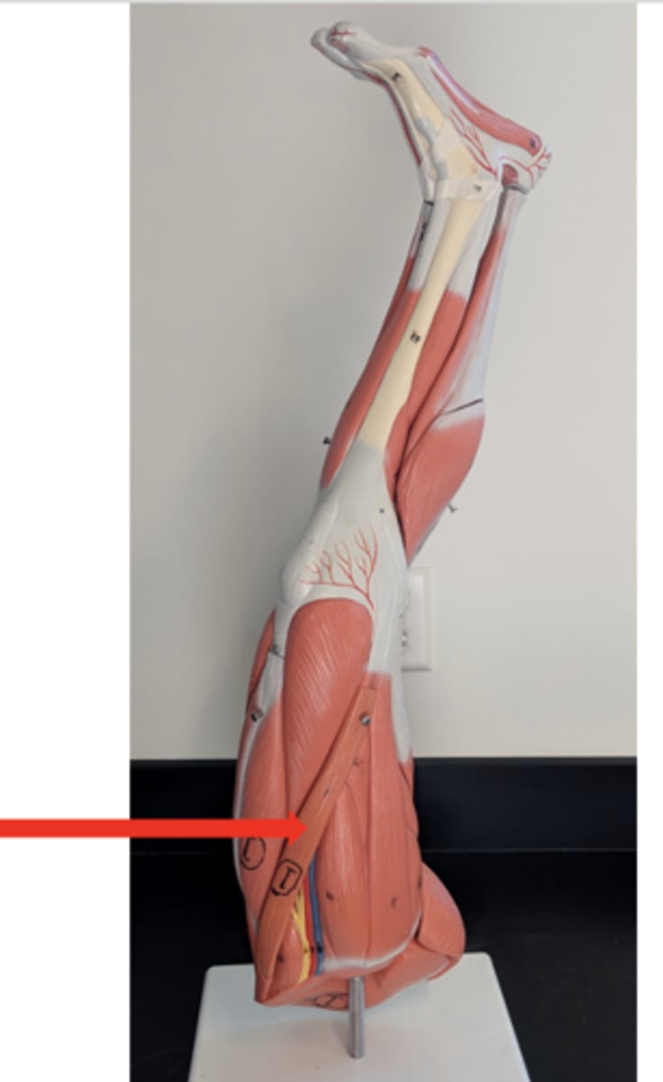 <p>what is this?</p>