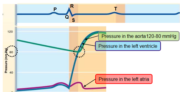 <p><strong>ventricular ejection</strong></p><ul><li><p>the ventricle pressure exceeds the aortic pressure<strong> (diastolic pressure ~ 80mmHg)</strong></p><ul><li><p>the semilunar valve opens</p></li><li><p>blood in the ventricle is ejected into the aorta</p></li><li><p>pressure in ventricle and aorta keeps increasing&nbsp;</p></li></ul></li><li><p>as the pressure increases within aorta, the aorta distends&nbsp;</p></li></ul><p></p>