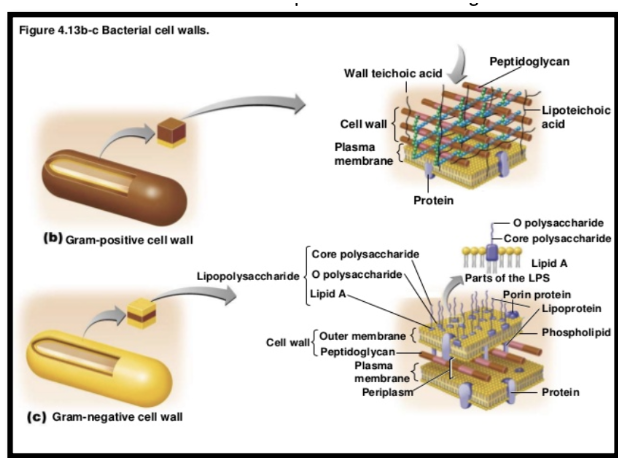 <p><span style="background-color: transparent; font-family: "Times New Roman", serif;"><strong><span>&nbsp;Define each cell wall structure: Periplasm (Periplasmic space)-</span></strong></span></p>