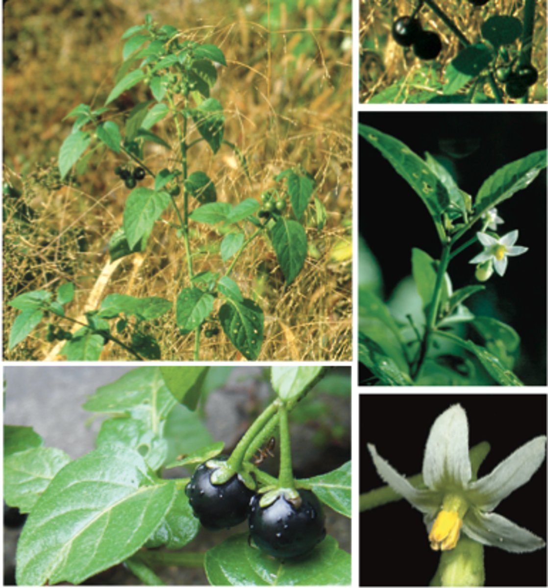 <p>Leaves: lobed</p><p>Flowers: reflexed petals, radial, perf, 5-merous</p><p>Buzz Pollination</p>