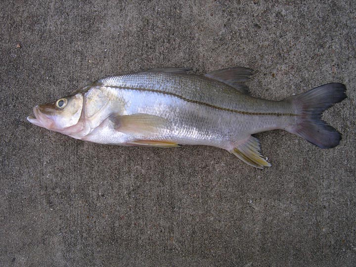 <p>Large mouth with a protruding lower jaw</p><p>Jaw reaches below the rear portion of the eye</p><p>Sloping forehead</p><p>High dorsal fin that is divided</p><p>Black lateral line extends onto tail</p><p>Pelvic fin yellow in color</p>