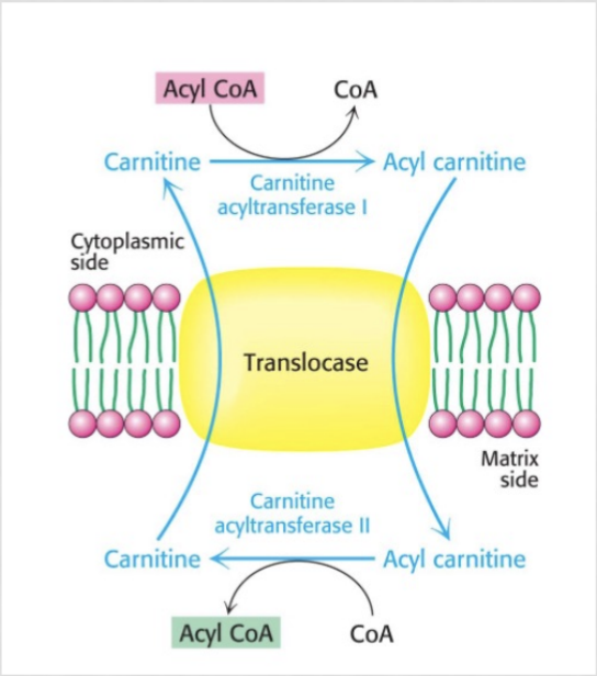 <p>transports long chain fatty acids (such as acyl-coA) into the inner membrane of the mitochondria since they cannot pass by themselves</p><ol><li><p>acyl-coA → acyl-carnitine</p></li><li><p>acyl-carnitine crosses into the IMM</p></li><li><p>acyl carnitine → acyl-coA for beta oxidation</p></li><li><p>carnitine is recycled back into the cyctoplasm</p></li></ol><p></p>