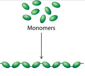 <p>a chemical process that combines several monomers to form a polymer</p>