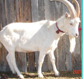 <ul><li><p><span style="color: rgb(0, 0, 0);">Originated in the _____ Valley in Switzerland.</span></p></li><li><p><span style="color: rgb(0, 0, 0);">Brought to US in 1900’s.</span></p></li><li><p><span style="color: rgb(0, 0, 0);">Most popular dairy goat breed due to their high productivity and ease of management.</span></p></li><li><p><span style="color: rgb(0, 0, 0);">Largest in size of the dairy goat breeds.</span></p></li><li><p><span style="color: rgb(0, 0, 0);">Largest milk producers of dairy goat breeds.</span></p></li><li><p><span style="color: rgb(0, 0, 0);">Profile of head is straight or slightly dished, with erect, forward-pointing ears.</span></p></li><li><p><span style="color: rgb(0, 0, 0);">Colors are generally white or cream colored, with short, fine coats.</span></p></li><li><p><span style="color: rgb(0, 0, 0);">Buck: 160 lbs</span></p></li><li><p><span style="color: rgb(0, 0, 0);">Does: 135 lbs</span></p></li></ul><p></p>