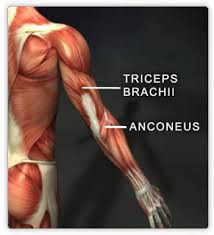 triceps brachii, anconeus