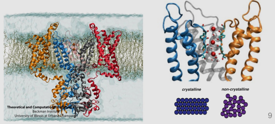 <ul><li><p>their DNA code that is used to make the proteins. So, we also know the string of amino acids that form these proteins </p></li><li><p>Their precise 3-dimensional shape: the position and arrangement of every atom (via x-ray calligraphy)</p></li></ul><p></p>