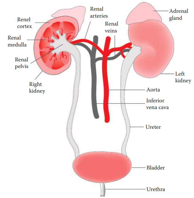 Human urinary system. A longitudinal view of the right kidney is shown.