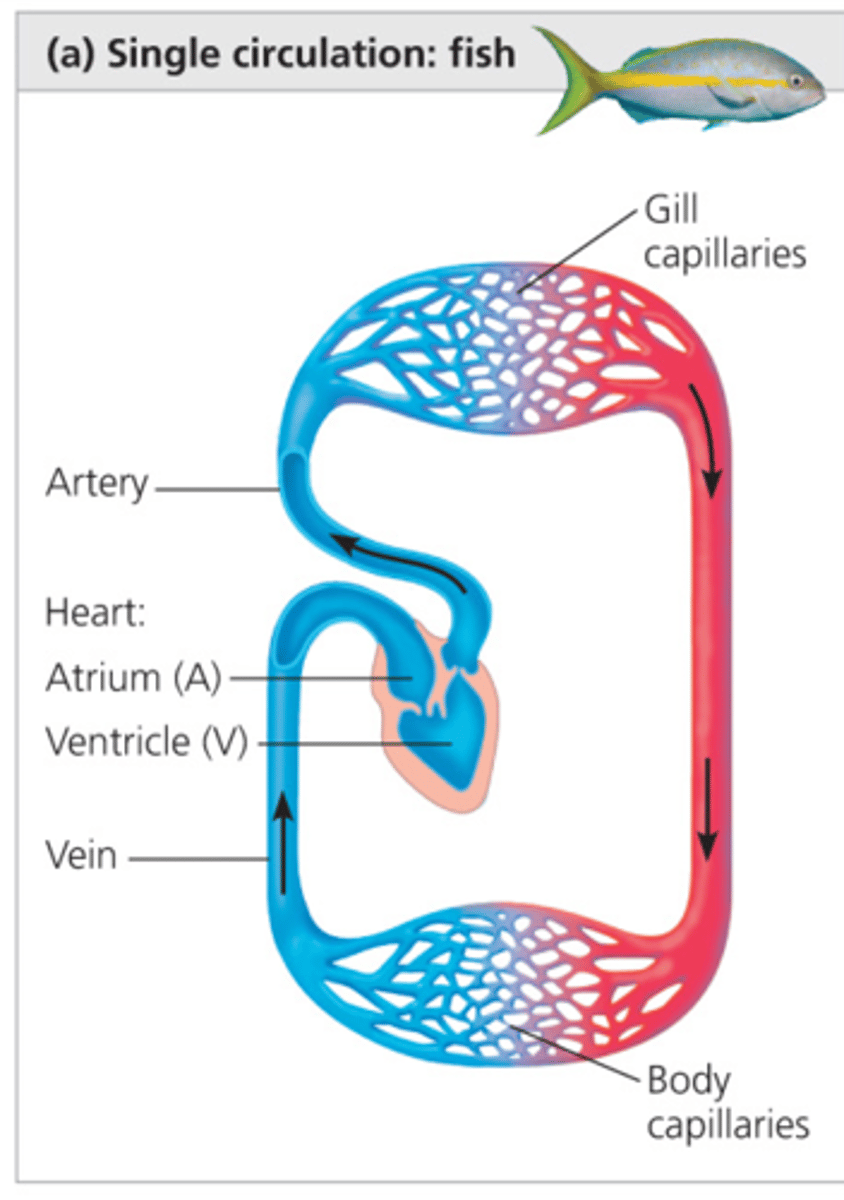 <p>Blood from the gills goes through the body and then to the heart. Less oxygen efficient. Only goes through the heart once.</p>