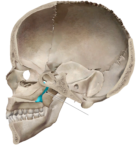 <p>Name the bone</p>
