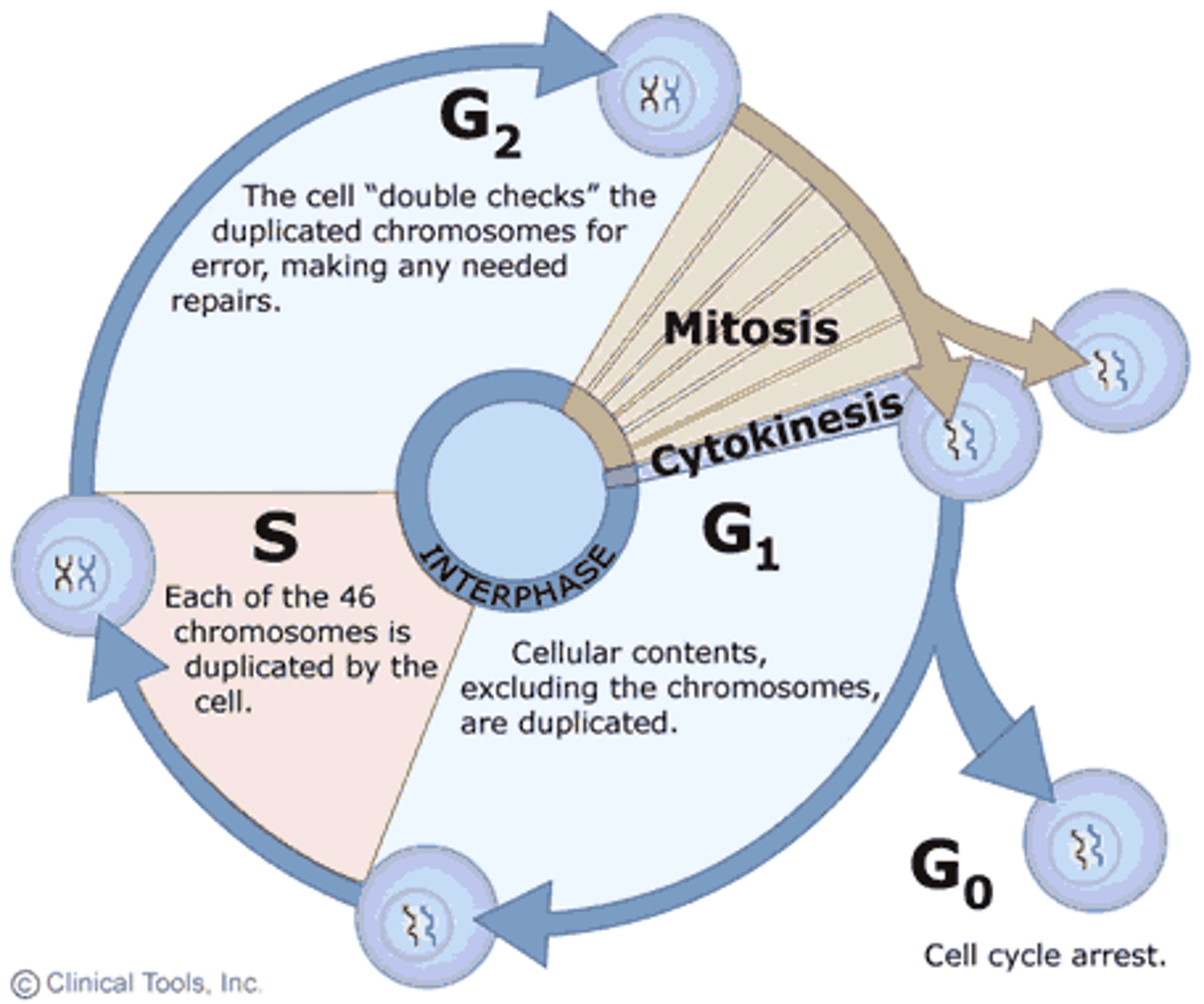 <p>The cell grows, performs its normal functions - metabolism, and prepares for division;</p>