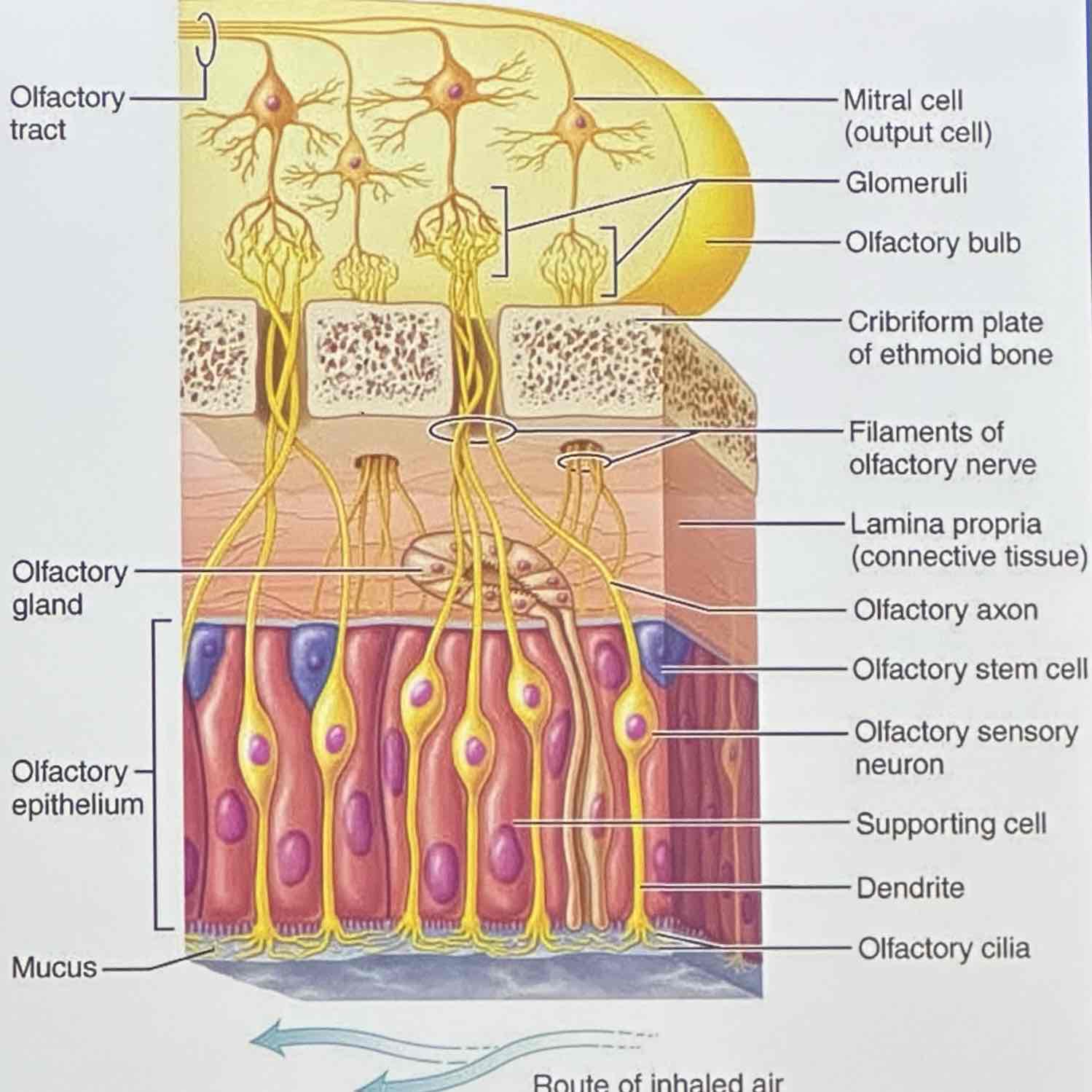 <p>olfactory neurons, support cells, and olfactory stem cells</p>