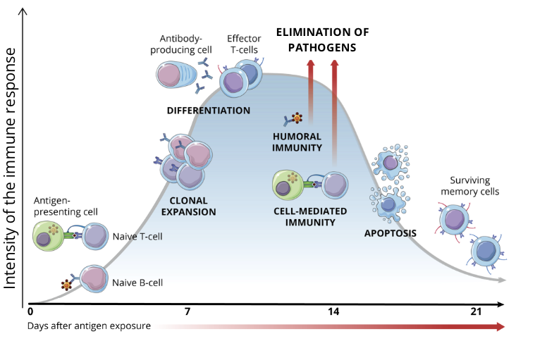 <ul><li><p>the few adaptive immune cells that survive the contraction phase differentiate into memory cells</p></li><li><p>when re exposed to the same antigen, these memory cells proliferate quickly to generate an immune response that is much faster and more robust than the first response to the pathogen</p></li></ul><p></p>