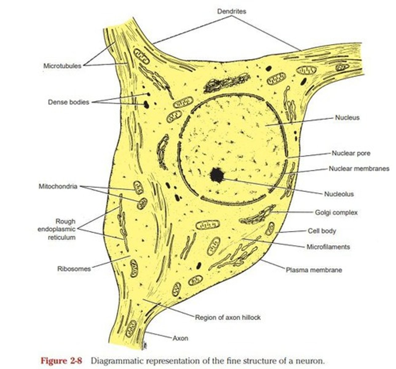 <p>Receive information and conduct it to cell body.</p>