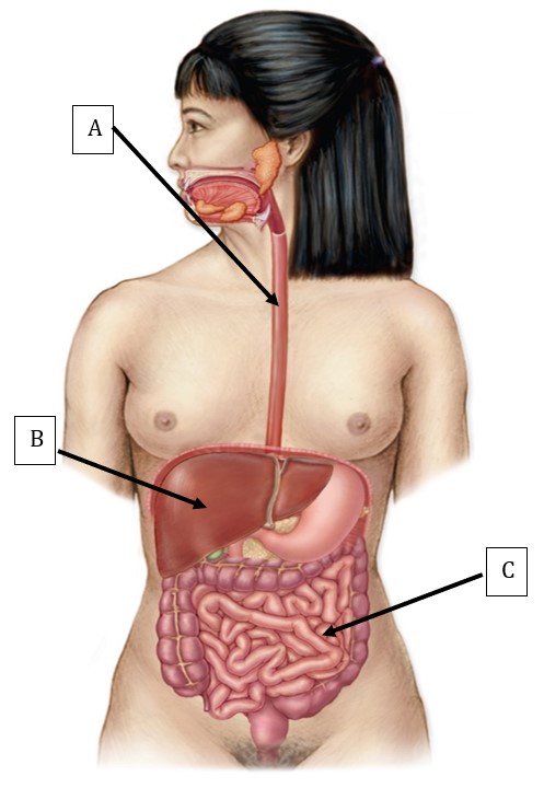 <p>Match the following letter with the correct function:</p>