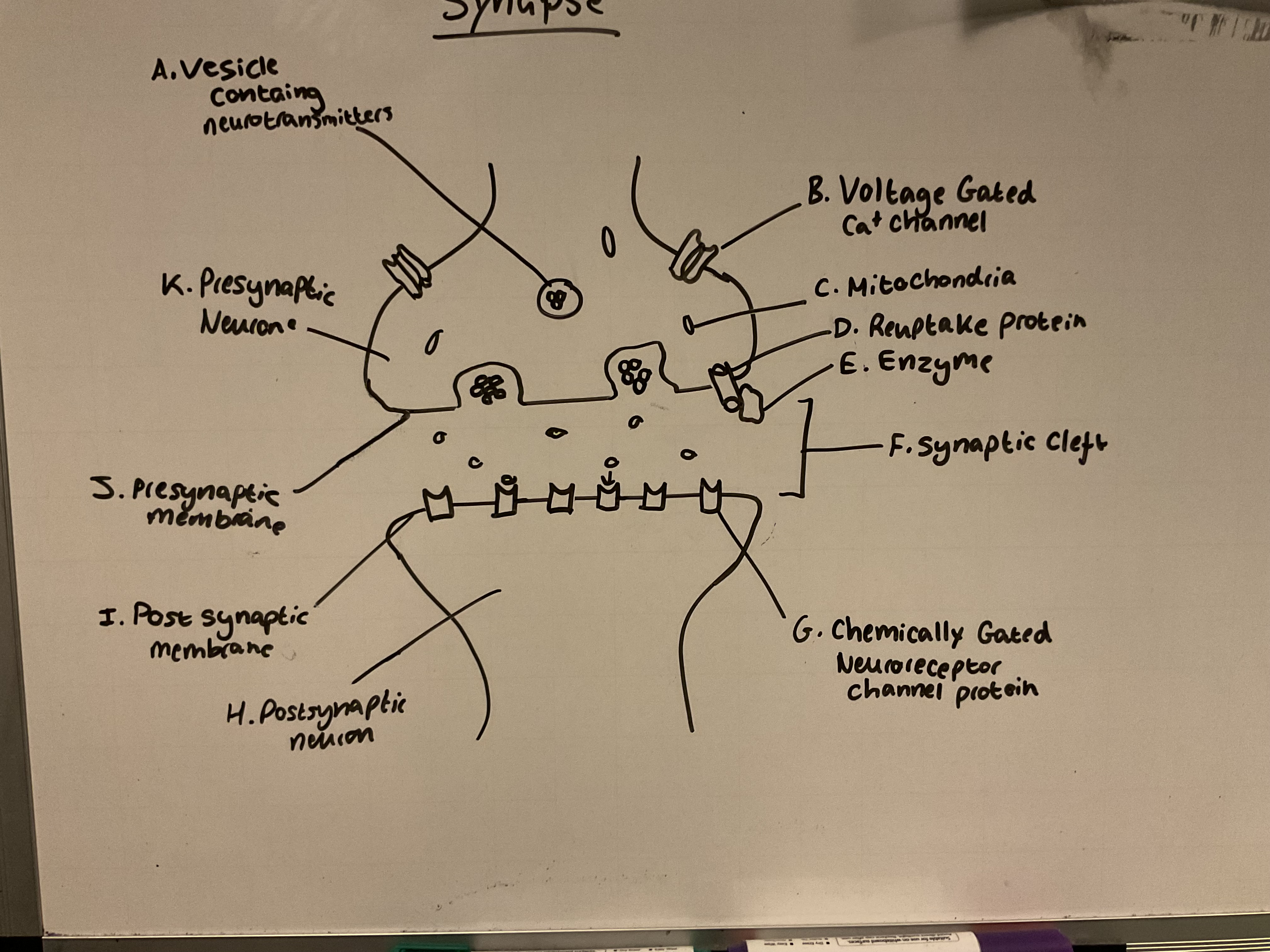 knowt flashcard image