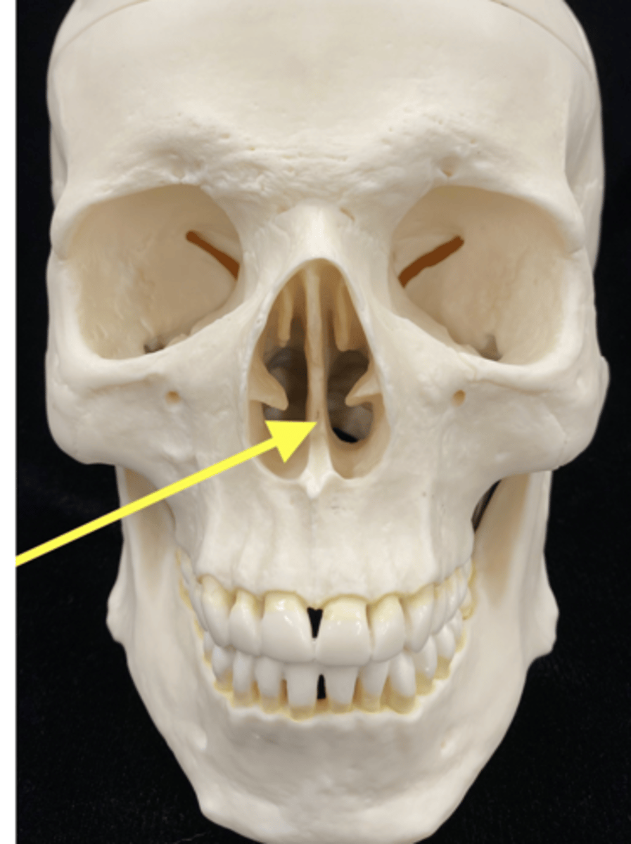 <p>name the bone</p>