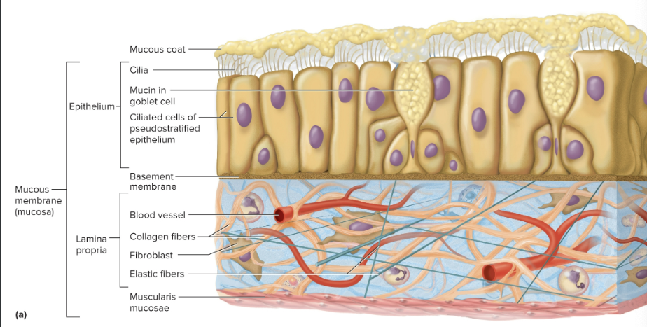 <p>Mucous membrane</p>