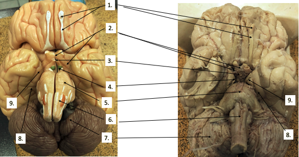 <p>What structure(s) are #5?</p>