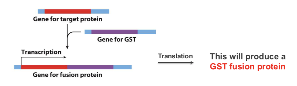 <p>artificially engineer protein to have a tag on it so we can identify it </p><p><span style="font-size: calc(var(--scale-factor)*20.30px);"><span>A unique protein sequence (affinity tag) usually fused to N- or</span></span><span><br></span><span style="font-size: calc(var(--scale-factor)*20.27px);"><span>C-terminus of expressed proteins to allow purification</span></span><span><br></span><span style="font-size: calc(var(--scale-factor)*20.30px);"><span>• Gene encoding target protein is fused to the gene coding for</span></span><span><br></span>the affinity tag e.g. glutathione-S-transferase (GST)- catalyses the reaction - binds glutathione so generate a column based on binding to separate out the protein<span><br></span><span style="font-size: calc(var(--scale-factor)*18.02px);"><span>This will produce a GST fusion protein (first single messenger RNA is produced and then makes this protein)</span></span><span><br></span></p><p><br></p>