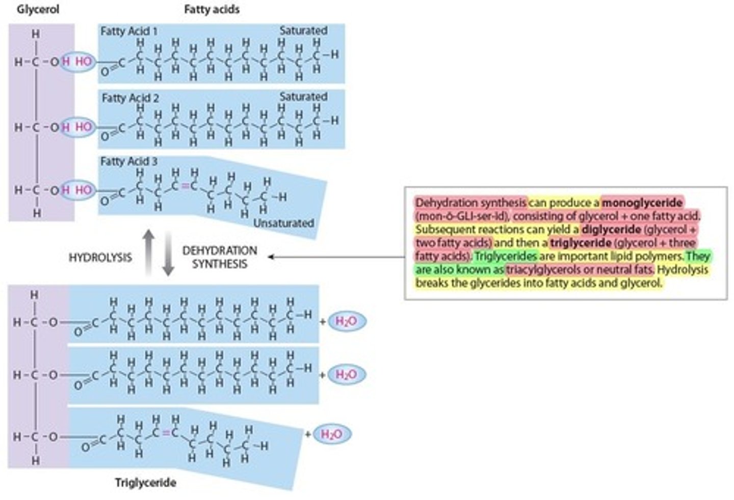 <p>Is the most common form of lipids</p><p>- Fatty acid chains attached to a glycerol molecule (bulding block of Glyceride)</p><p>- 3 Types of Glycerides</p><p>1. Monoglyceride (1 glycerol + 1 fatty acid)</p><p>2. Diglyceride (1 glycerol + 2 fatty acids)</p><p>3. Triglyceride (1 glycerol + 3 fatty acids)</p><p>- Also known as triacylglycerols or neutral fats</p><p>- adipose (fat tissue)</p>