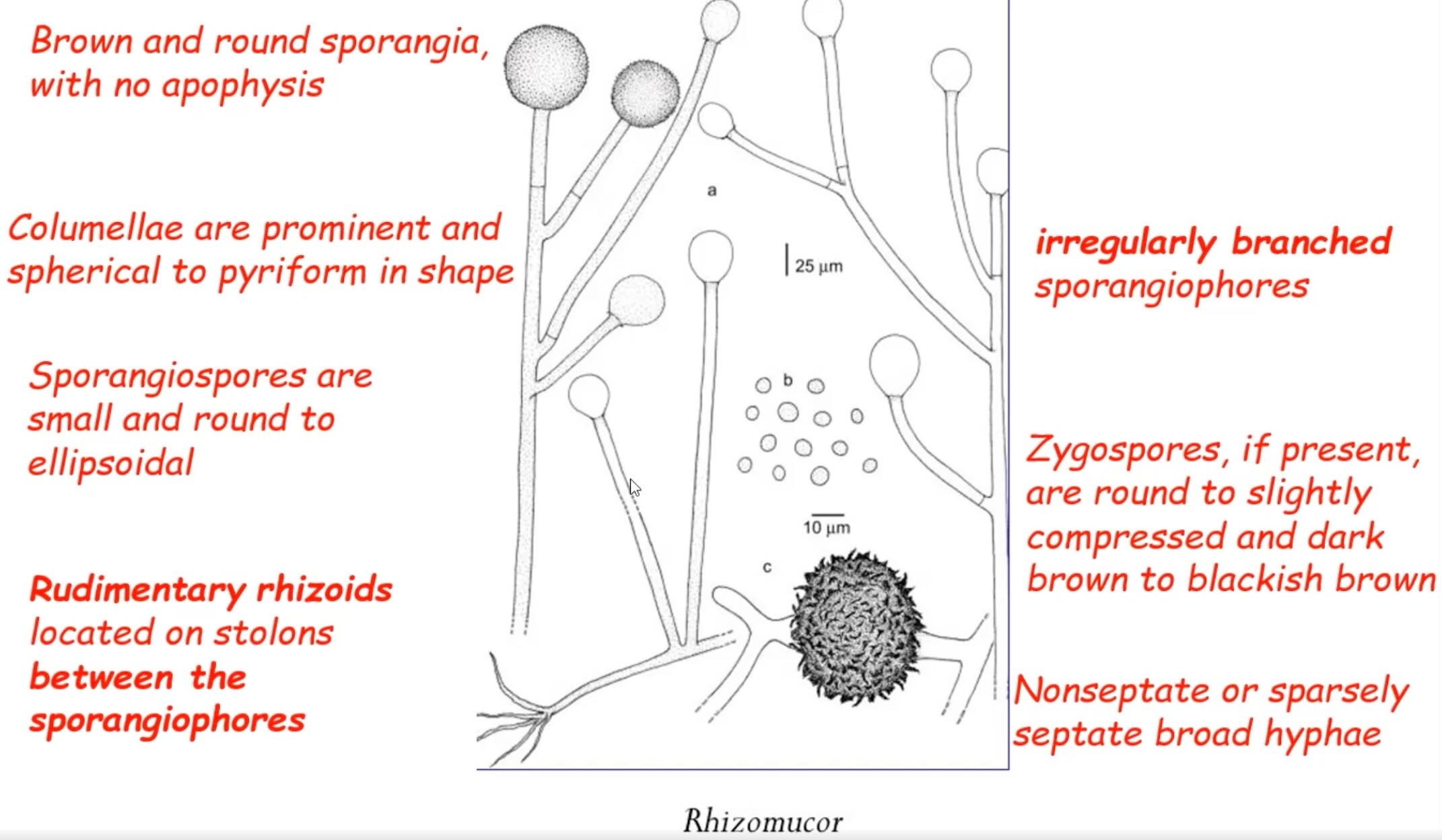 *Has similar characteristics to rhizopus and mucor*

Aseptate or sparsely septate, broad hyphae

Rudimentary rhizoids located on stolons between sporangiophores

Brown and round Sporangium

No apophysis 

Stolon present 

Columnella are prominent and spherical to pyriform in shape

Sporangiospores are small and round to ellipsoidal

Irregularly branched sporangiophores

Zygospores, if present, round to slightly compressed and dark brown to blackish brown