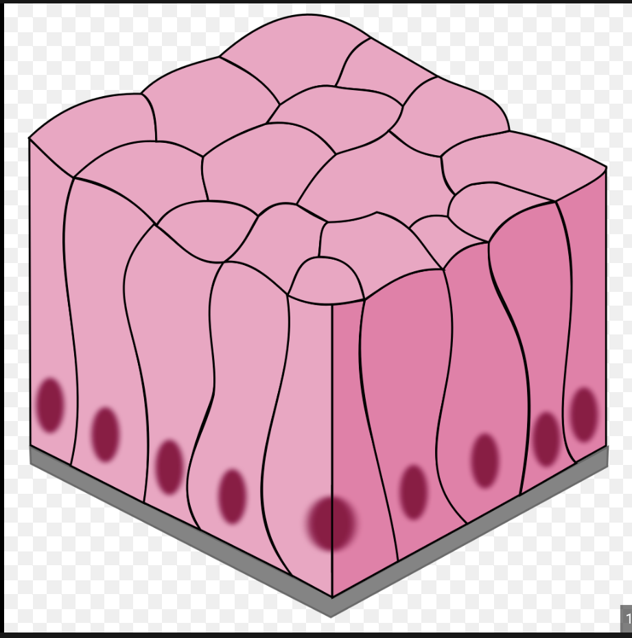 <p>Single layer of tall cells</p>