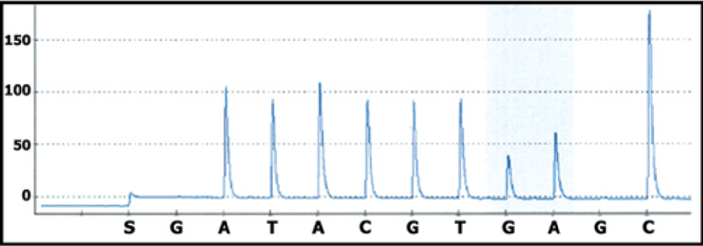 <p>What is the sequence of the DNA shown in this pyogram?</p><p>a. allele 1: ATACGTGCC allele 2: ATACGTGCC</p><p>b. allele 1: ATACGTGCC allele 2: ATACGTACC</p><p>c. allele 1: ATACGTGAGC allele 2: ATACGTGAGC</p><p>d. allele 1: ATACGTGACC allele 2: ATACGTGACC</p>