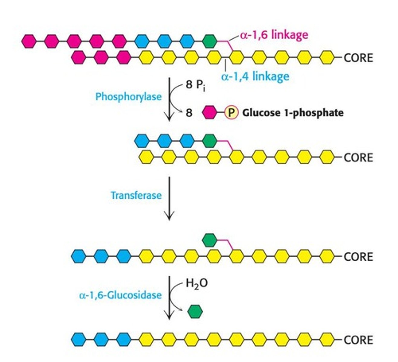 <p>It removes branches and cleaves α-1,6 glycosidic bonds.</p>