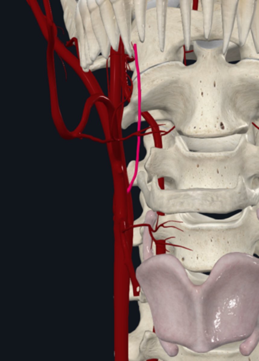 <p>The ascending pharyngeal artery (medial) of the external carotid artery supplys what?</p>
