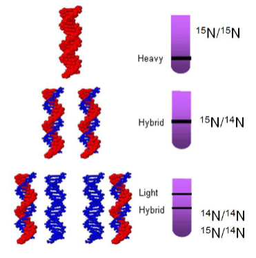 <p>using heavy and light nitrogen</p><p>If the conservative hypothesis was correct no hybrid forms would be detected</p><p><span><span>• If the dispersive hypothesis was correct DNA of intermediate density would be detected</span></span></p><p>• DNA Replication is semi-conservative</p><p></p>
