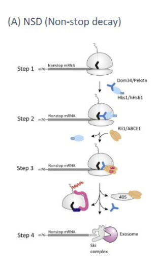 <p>mRNA surveillance mechanism which detects mRNAs with no stop codon. (ie abortive transcription). Ribosomes translate until the end of the mRNA and do not detach due to no stop codon. Proteins recognize this complex, remove the ribosome and an exonuclease chews up the mRNA from the 3’ end</p>