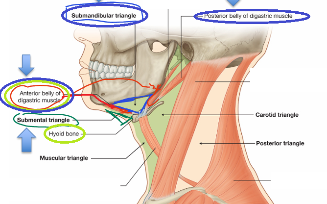 <p>-hyoid bone</p><p>-anterior belly of digastric muscle</p><p>-midline</p><p></p><p>*contains submental nodes</p>