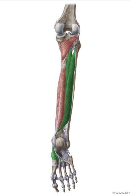 <p>MUSCLE:</p><p>ORIGIN:</p><p>INSERTION:</p><p>NERVE:</p><p>ACTION:</p>
