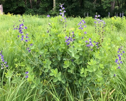<p><em>Baptisia australis</em></p><p>blue false indigo</p><p>Fabaceae</p>