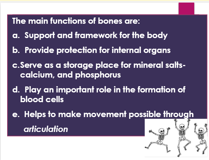 <p>a. support and framework for the body</p><p>b. provide protection for internal organs</p><p>c. serve as a storage place for mineral salts-calcium and phosphorous</p><p>d. play an important role in the formation of blood cells</p><p>e. helps to make movement possible through articulation</p>